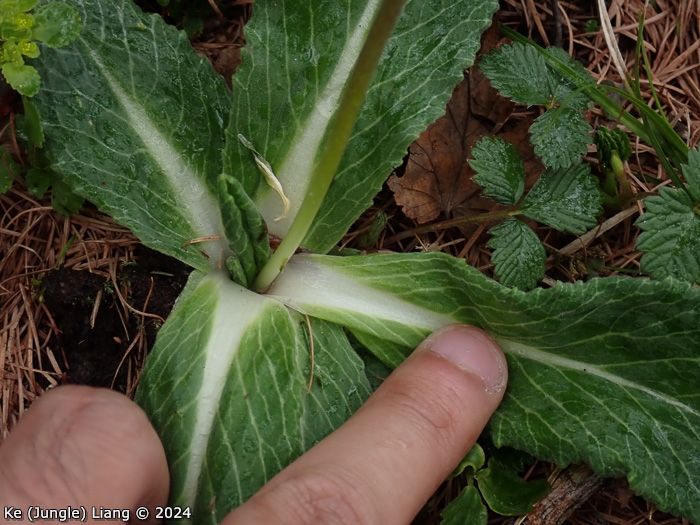 <i>Primula woodwardii </i>