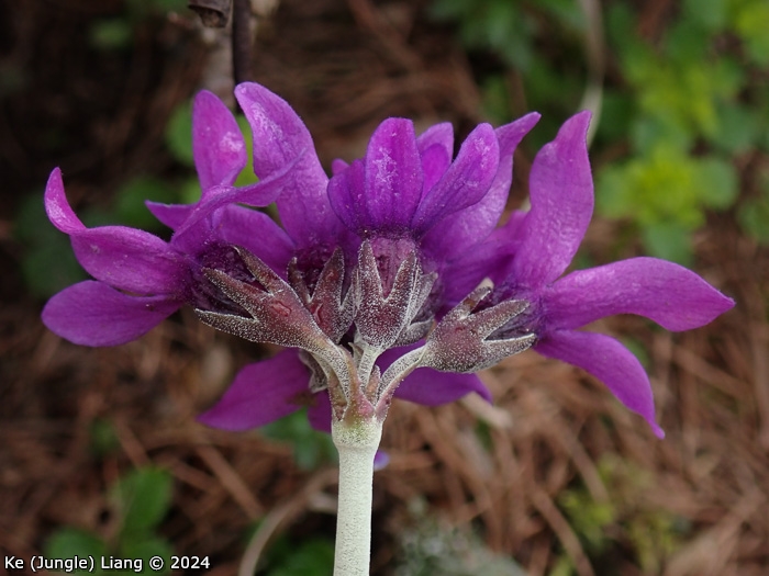 <i>Primula woodwardii </i>
