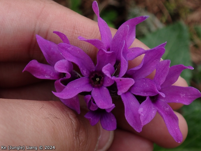<i>Primula woodwardii </i>