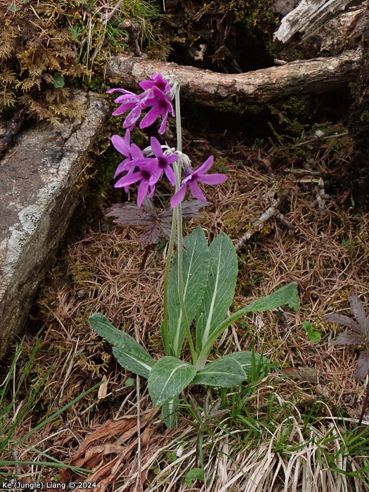 <i>Primula woodwardii </i>
