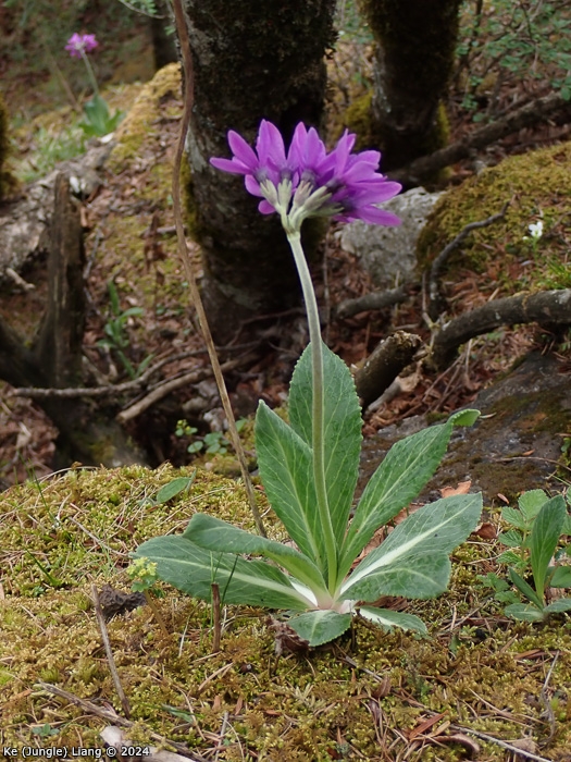 <i>Primula woodwardii </i>