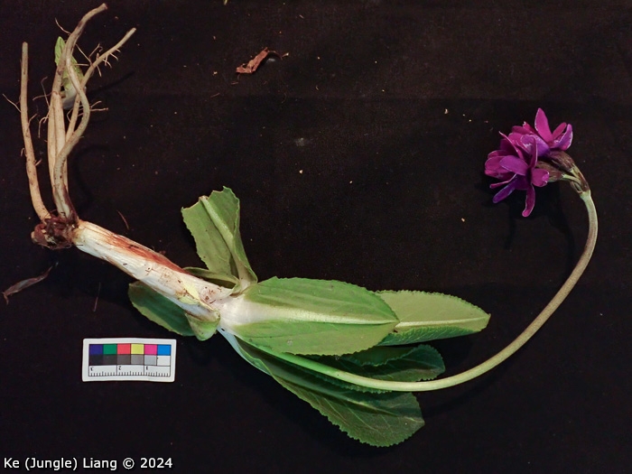 <i>Primula woodwardii </i>