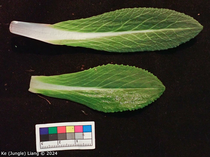 <i>Primula woodwardii </i>