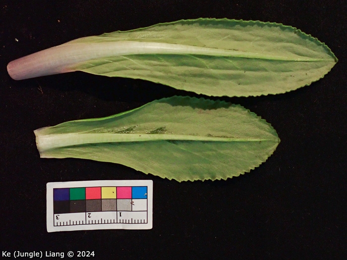 <i>Primula woodwardii </i>