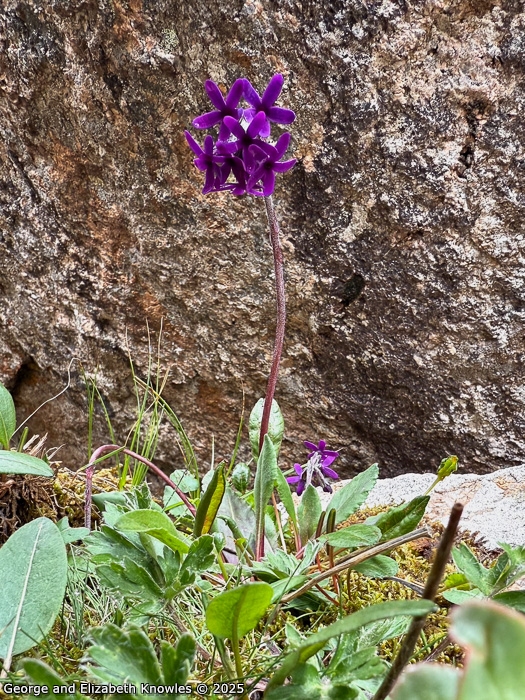 <i>Primula woodwardii </i>