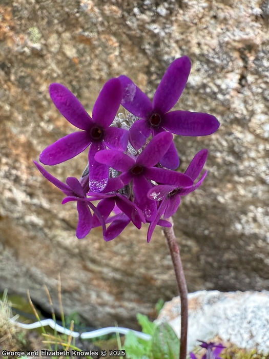 <i>Primula woodwardii </i>