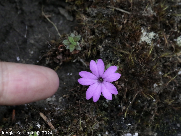 <i>Primula xilingensis </i>