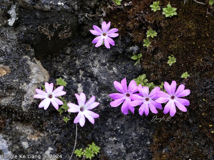 <i>Primula xilingensis </i>