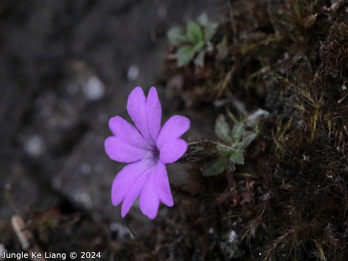 <i>Primula xilingensis </i>