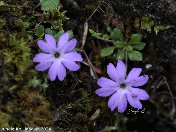<i>Primula xilingensis </i>