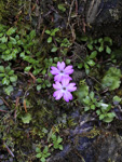 <i>Primula xilingensis </i>