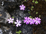 <i>Primula xilingensis </i>