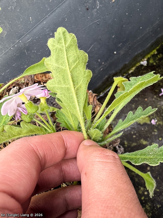 <i>Primula xingshanensis </i>