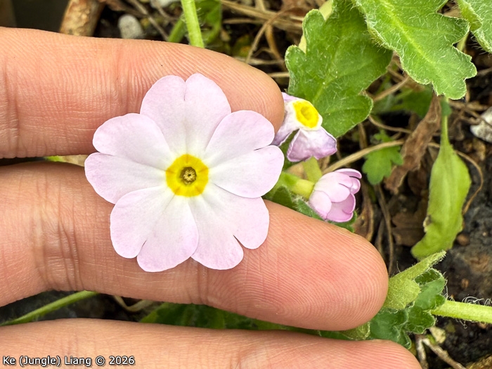 <i>Primula xingshanensis </i>