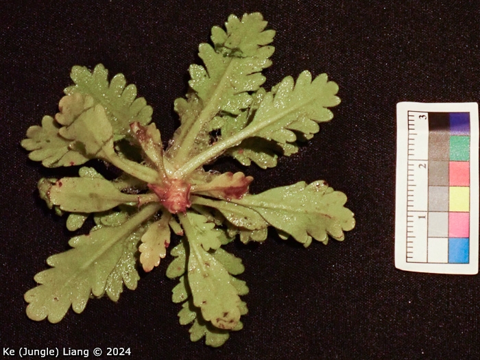 <i>Primula xingshanensis </i>