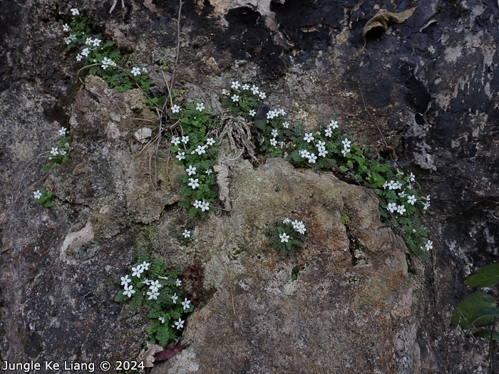 <i>Primula zhexiensis </i>