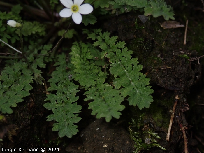 <i>Primula zhexiensis </i>