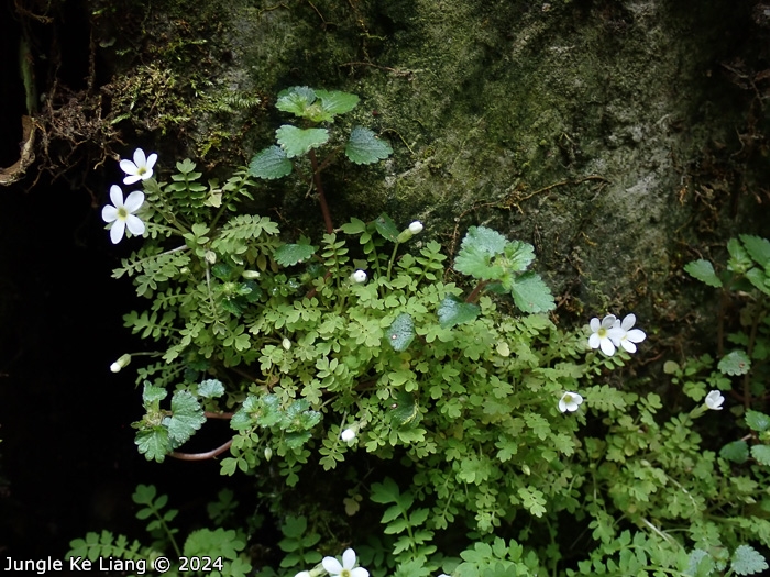 <i>Primula zhexiensis </i>