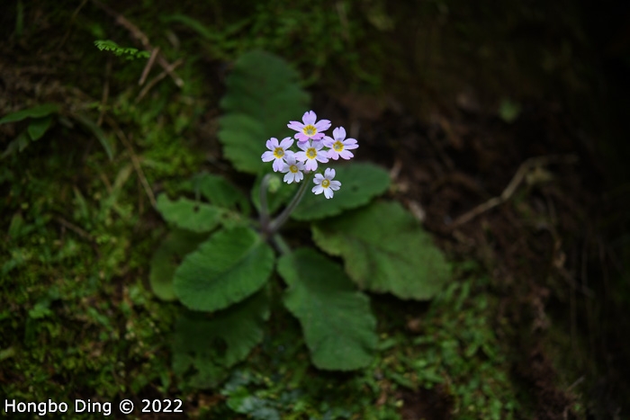 <i>Primula zhui </i>