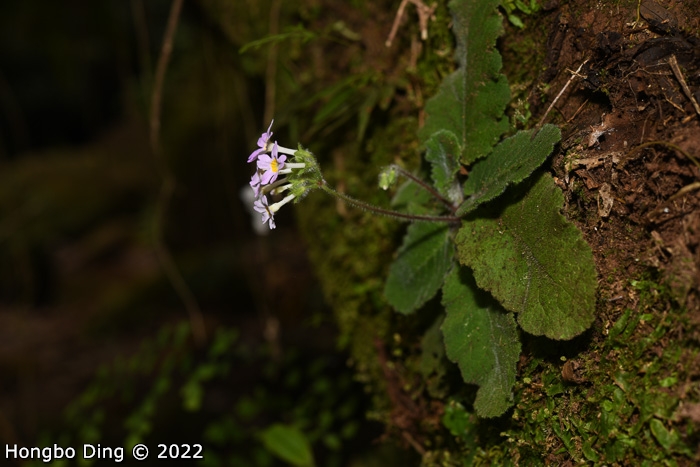 <i>Primula zhui </i>