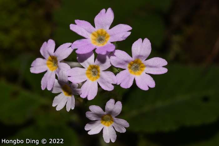 <i>Primula zhui </i>