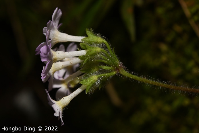 <i>Primula zhui </i>