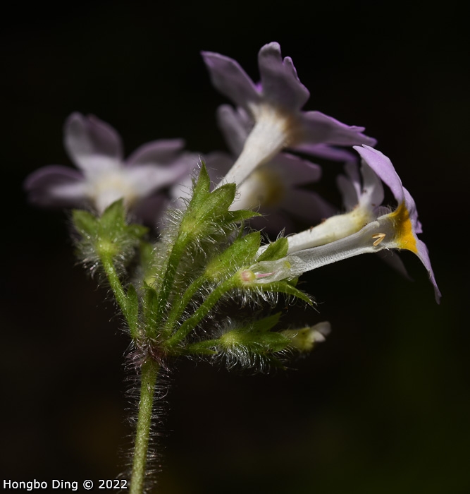 <i>Primula zhui </i>