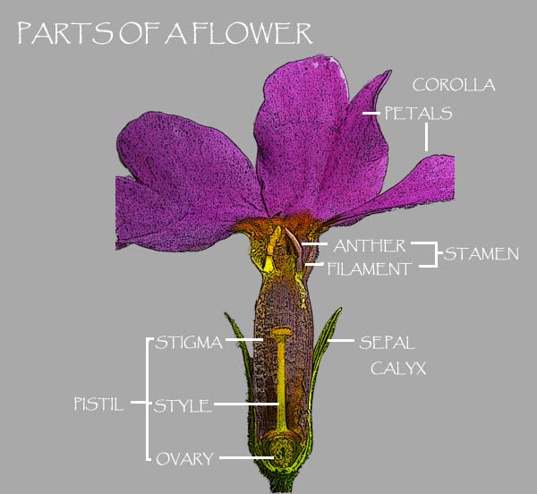 corolla flower